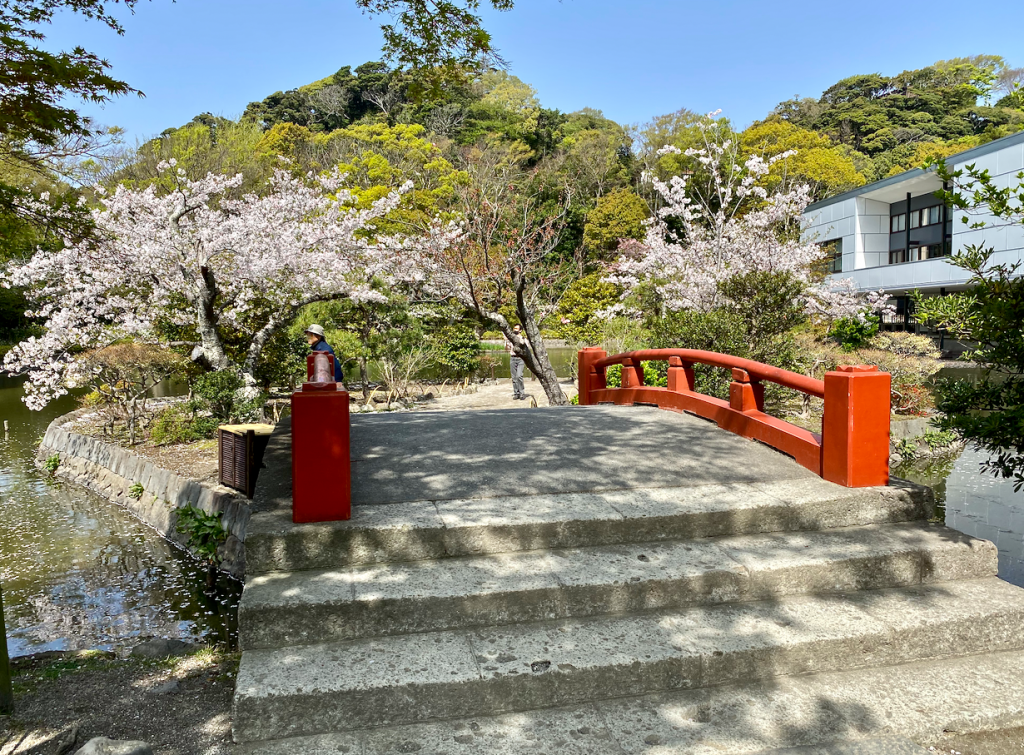 鶴岡八幡宮「平家池（源平池）」の見どころ（桜や紅葉）・四季の花を 